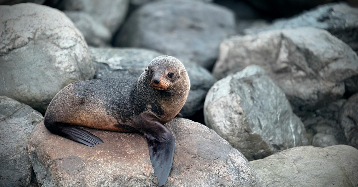 Nature and wildlife in Dunedin